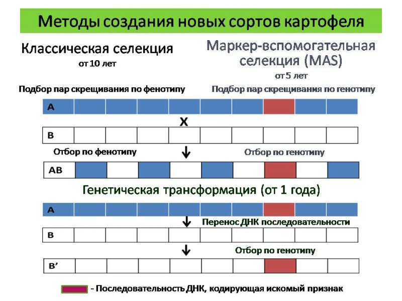 Схема селекционного процесса картофеля Картофельный Союз Современные методы ускоренной селекции картофеля.